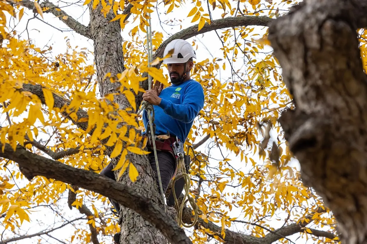 Skilled Tree Planting crew working in Laguna Park